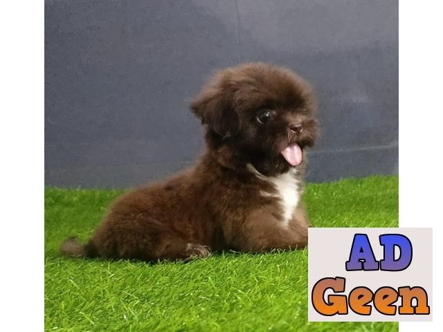 used Exotic Chocolate color Shih Tzu Puppy Available 9891116714 for sale 